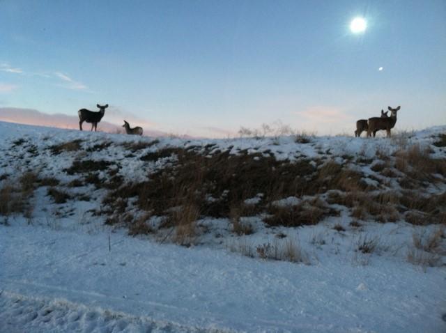 Teton Valley Cabins ดริกก์ส ภายนอก รูปภาพ